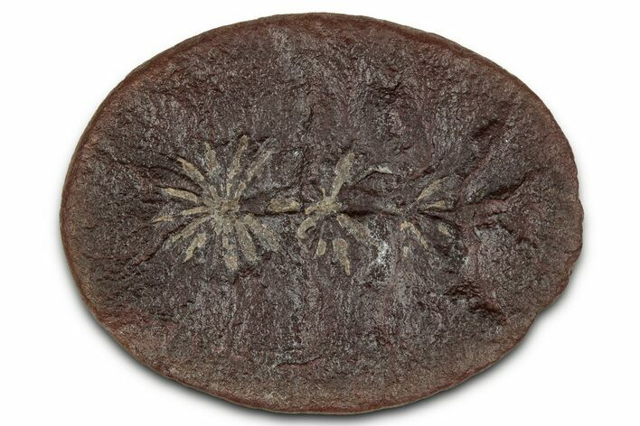 Fossil Horsetail (Annularia) Nodule Half - Mazon Creek #336188